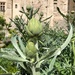 Artichoke growing in castle garden, Provence