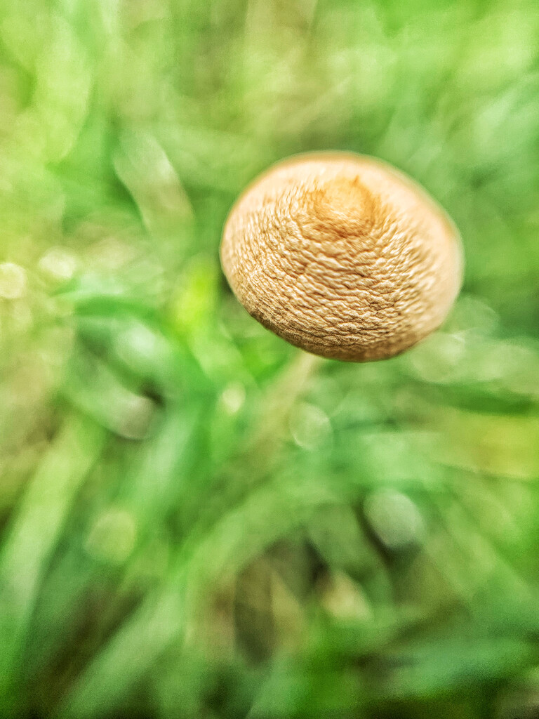 Mushroom.  by cocobella