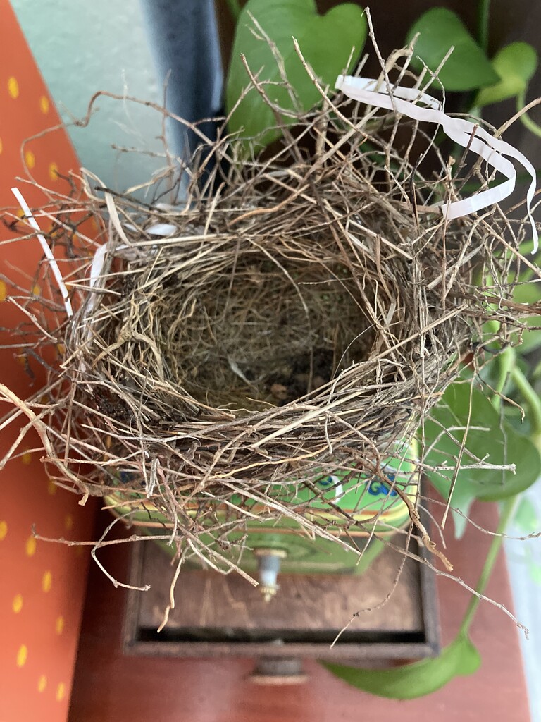 new nest! by wiesnerbeth