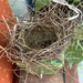 new nest! by wiesnerbeth