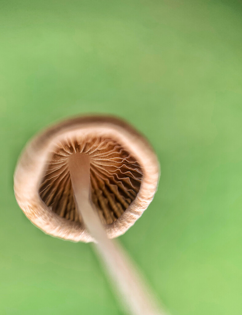 Macro mushroom.  by cocobella