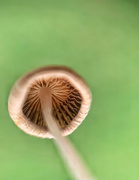 30th Jun 2022 - Macro mushroom. 