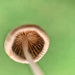 Macro mushroom. 