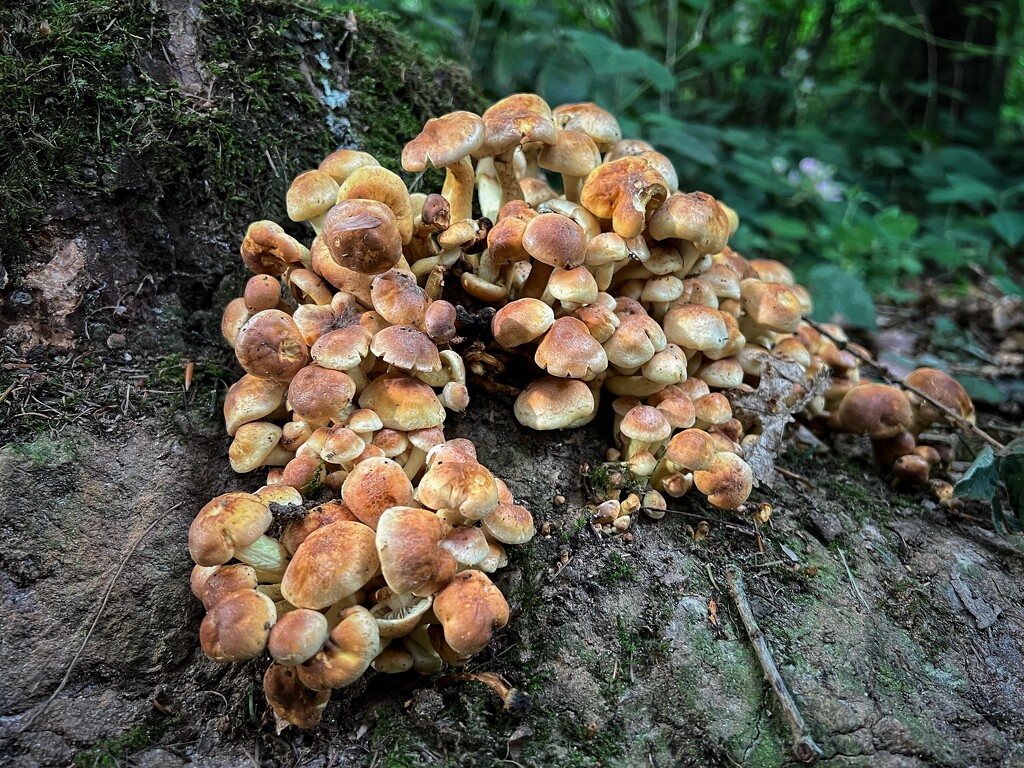 A bunch of funghi by gaillambert