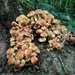 A bunch of funghi