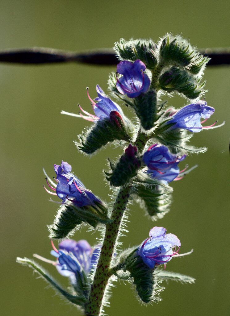 viper's bugloss by francoise