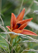 29th Jun 2022 - day lily