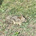 Baby Bunny  by lisaconrad