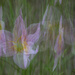 Rain Lilies