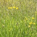 Buttercup field  by sarah19
