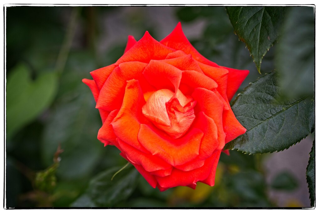 Orange Rose by jnr
