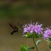 At the bee balm by randystreat