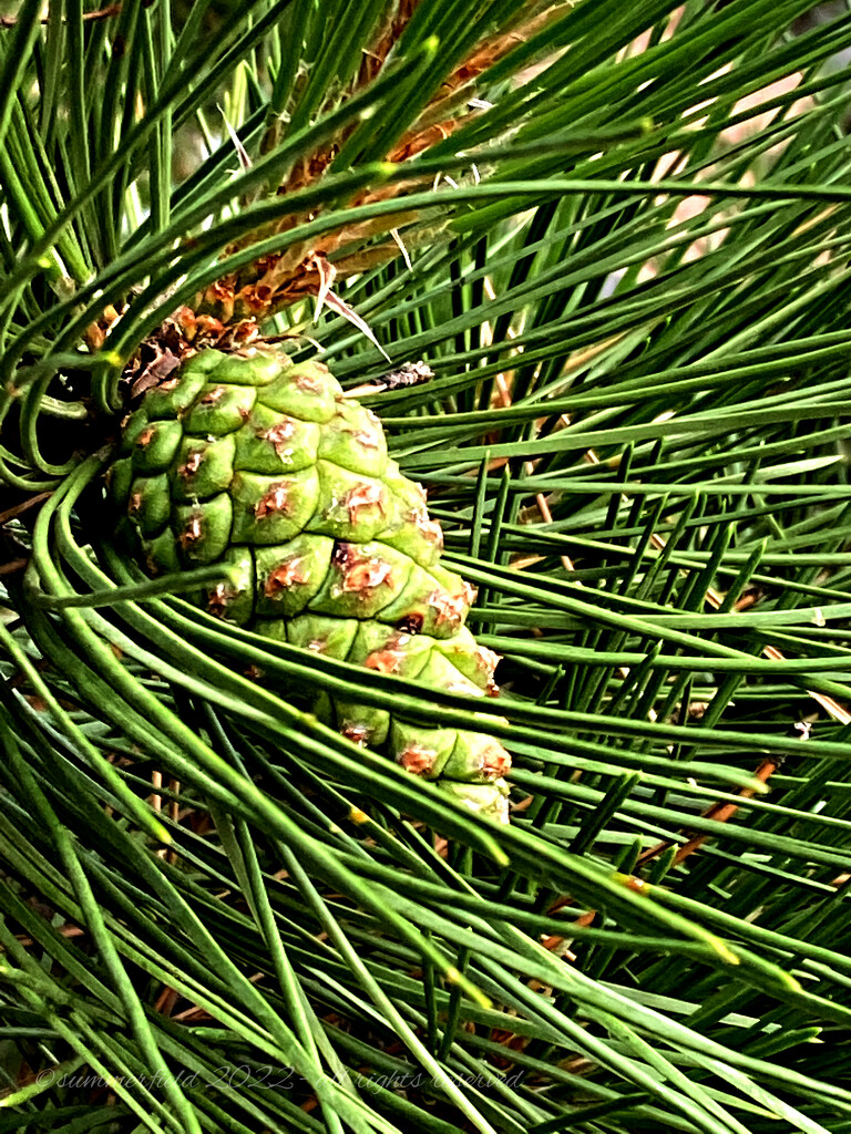 young pinecone by summerfield