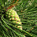 young pinecone