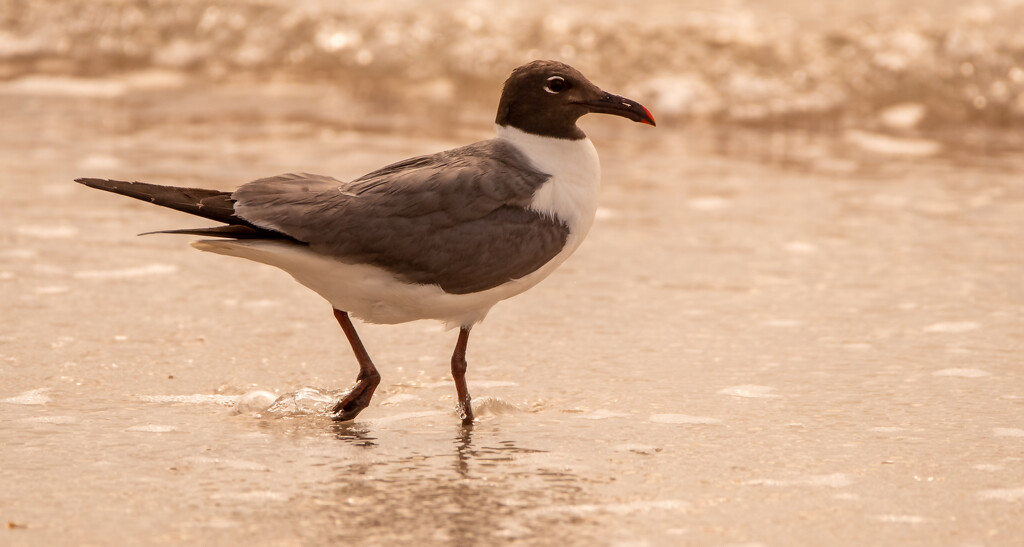 Laughing Gull! by rickster549