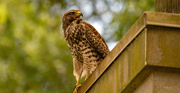 29th Jun 2022 - Red Shouldered Hawk on the Chimney!