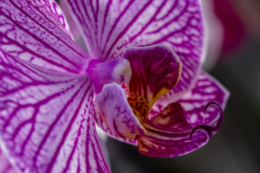 Orchid Flower by pdulis