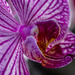 Orchid Flower by pdulis