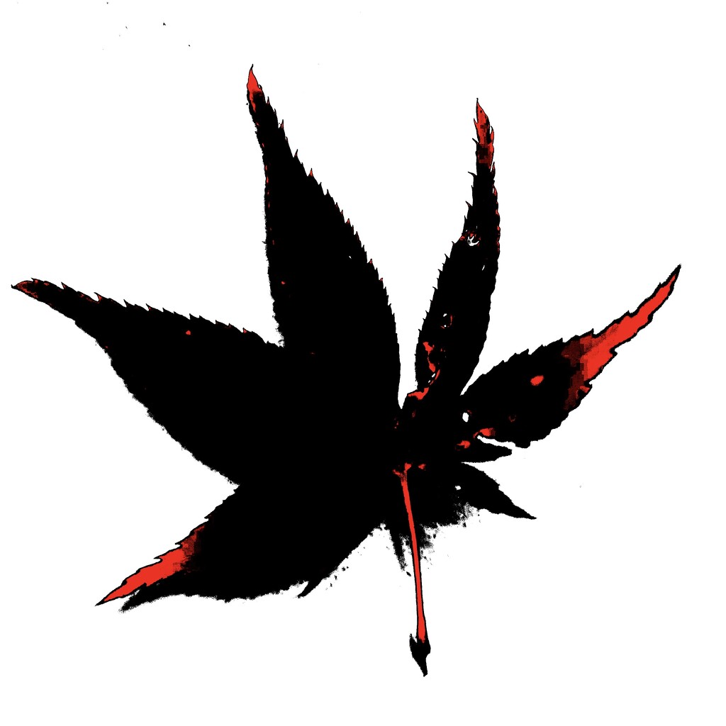 Japanese Maple Leaf/Flying Duck by 365canupp