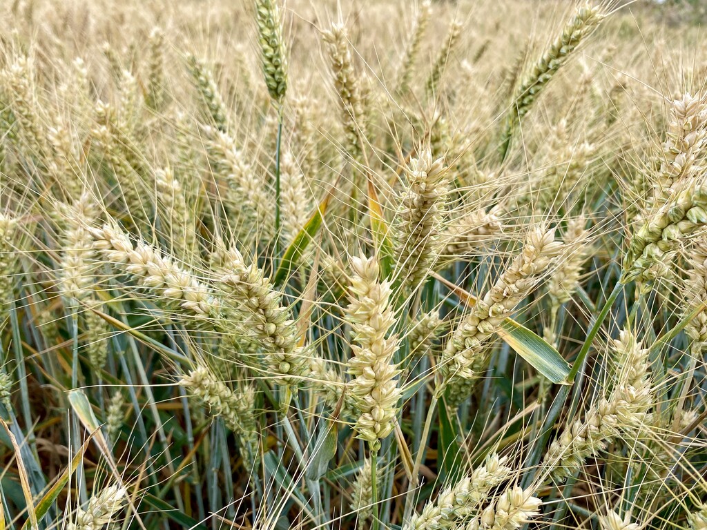 Wheat field by wakelys