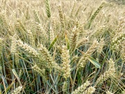 30th Jun 2022 - Wheat field