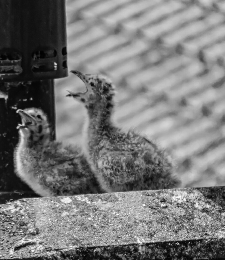 Baby seagulls by mumswaby