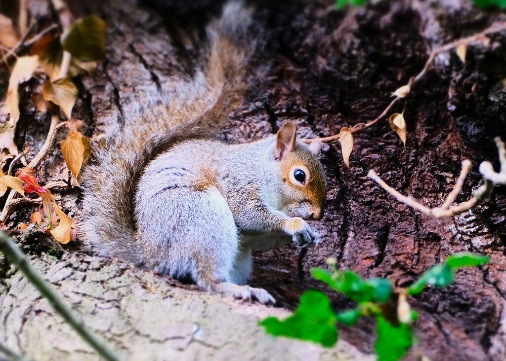 Grey Squirrel by kametty
