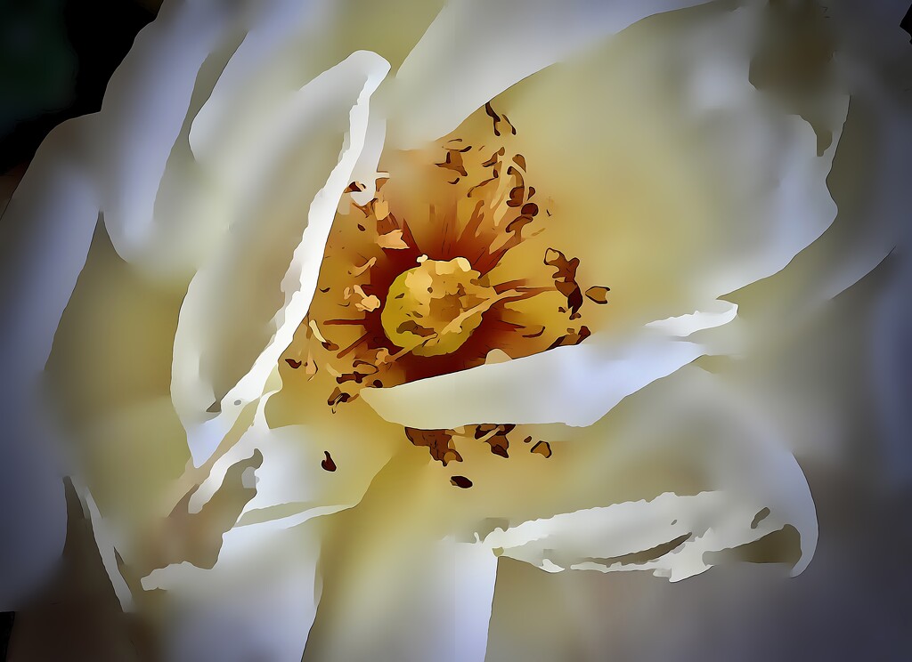 The White Rose by maggiemae