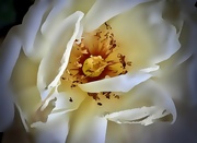 30th Jun 2022 - The White Rose