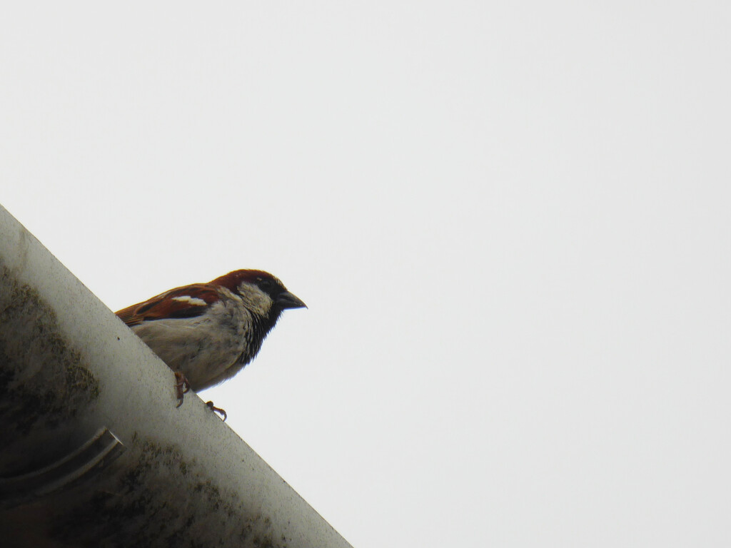 Minimalist house sparrow by shannejw