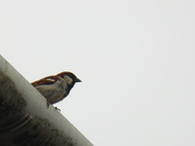 29th Jun 2022 - Minimalist house sparrow