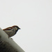 Minimalist house sparrow