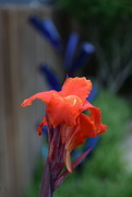 30th Jun 2022 - One of the Canna lilies by the pool