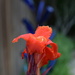 One of the Canna lilies by the pool