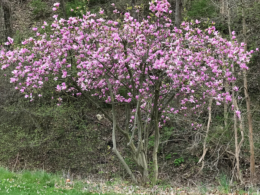 Magnolia tree by mittens