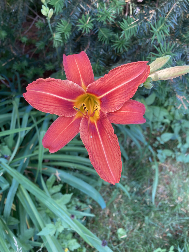 First of My Day Lilies  by spanishliz