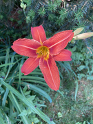 30th Jun 2022 - First of My Day Lilies 