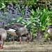 Geese at RSPB