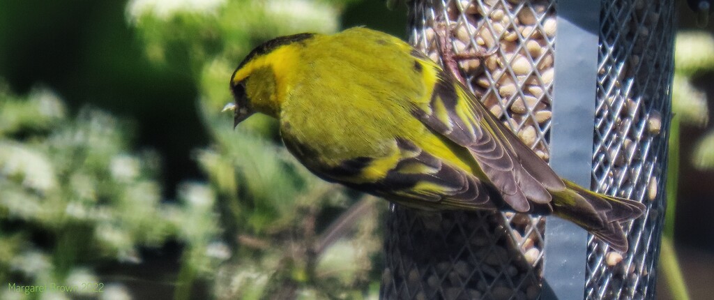 Siskin by craftymeg