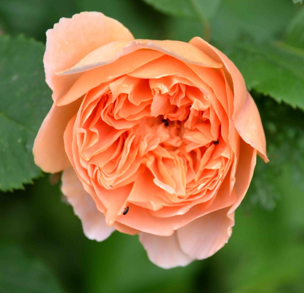 Orange Rose by arkensiel