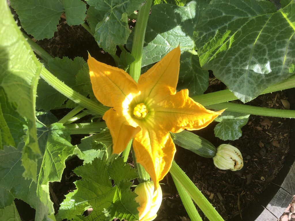 Courgette Plant (Zucchini) by susiemc