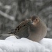 Mourning Dove by sunnygreenwood