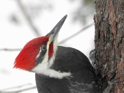 11th Dec 2021 - Pileated Woodpecker
