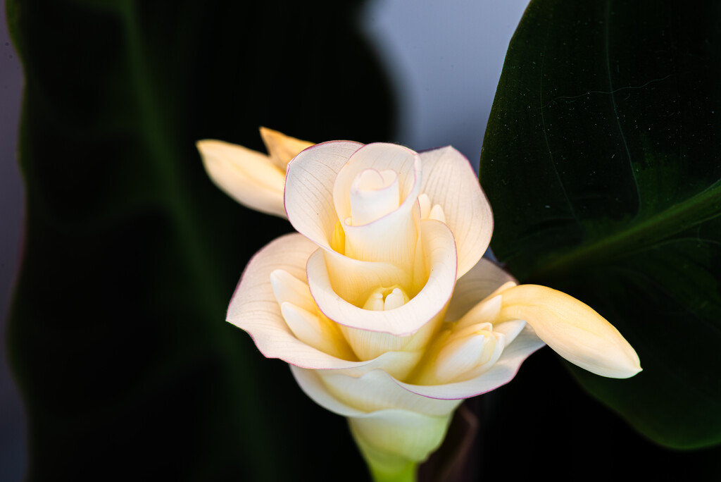06-30 - Flower by talmon