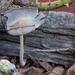 Frilly Fungi 