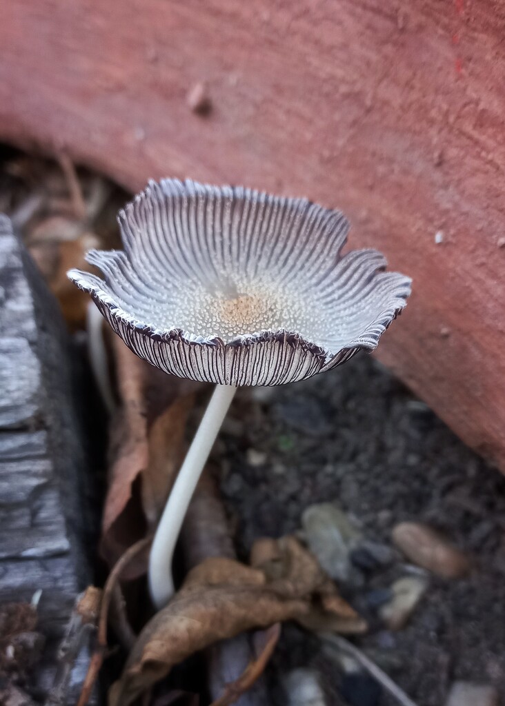 Little mushroom  by salza