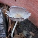 Little mushroom  by salza