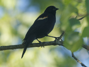 30th Jun 2022 - red-winged blackbird