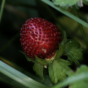 30th Jun 2022 - strawberry