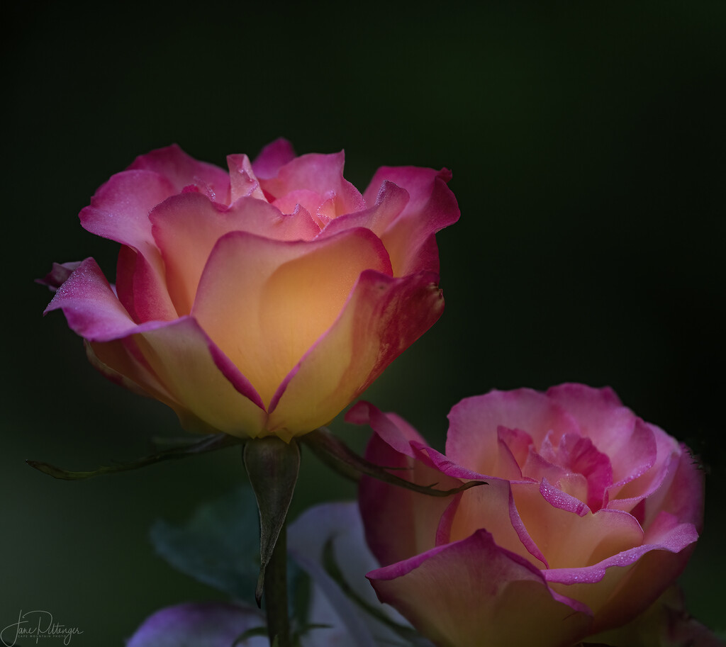 Roses by jgpittenger